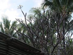 mau 1-0933