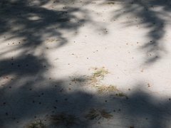 mau 1-1060