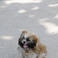 pty 011 resize