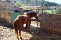 perdiz FM 031 resize